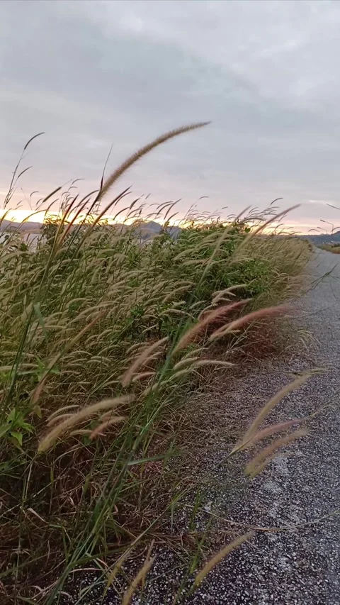 Grass flowers sway in the wind3 Stock Footage 293052158
