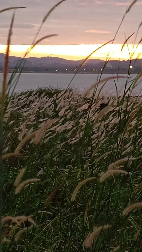 Grass flowers sway in the wind4 Stock Footage 293050762