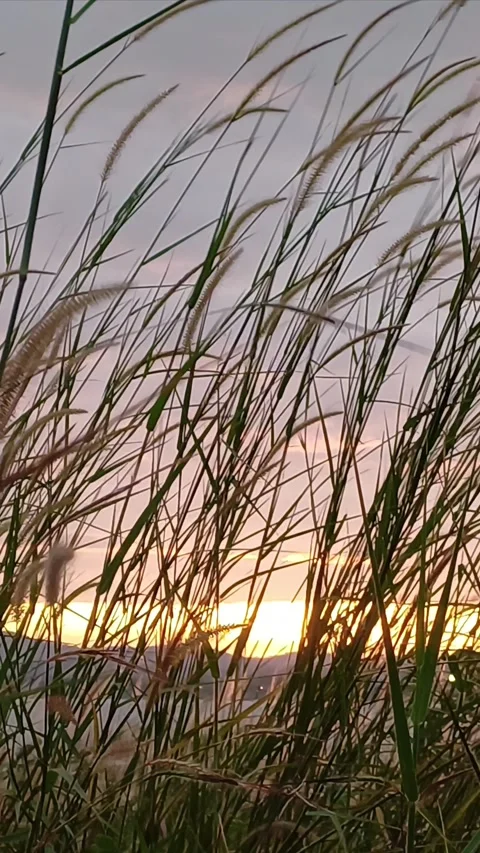 Grass flowers sway in the wind5 Stock Footage 293050060