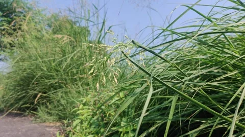 Grass flowers swaying in the wind Stock-Footage 266551616