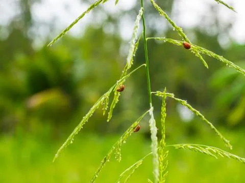 The grass flowers with two ladybug Stock Photos