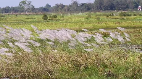 Grass flowers waving by wind Stock Footage 83711294