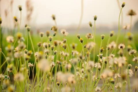 Grass flowers wayside Stock Photos