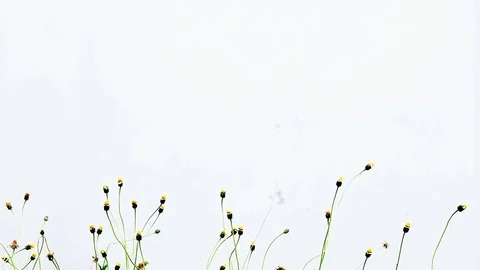 Grass flowers on a white wall Stock Footage 79585575