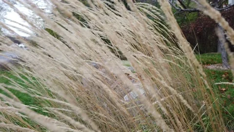 Grass  flowing in the breeze Stock Footage 143198452