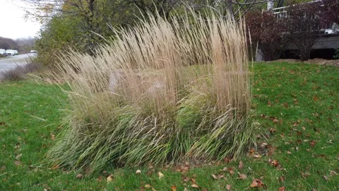 Grass flowing in the breeze Stock-Footage 143198488