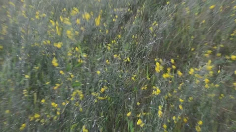 The grass fluttering in the wind,beautiful Stock Footage 137283818
