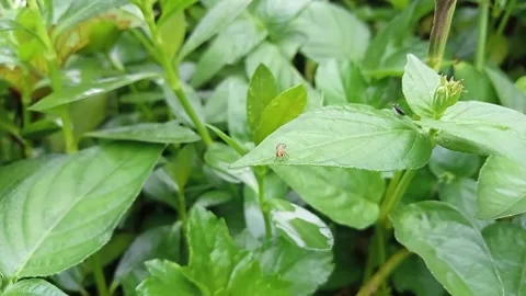 Grass With Fly Stock Footage 224695398