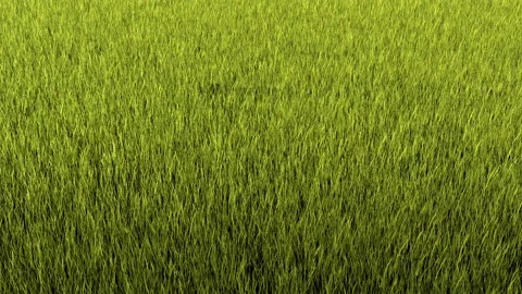 Grass Fly Over QT422 Stock Footage 149767500