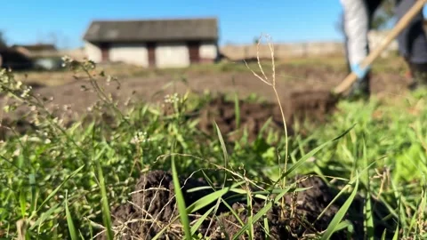 Grass in Focus with Farmer Digging Behind Stock Footage 308258011