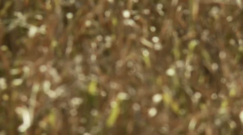 Grass Focus Stock Footage 735736