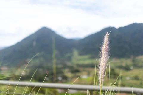 Grass in Focus with Mountain Background Stock Photos