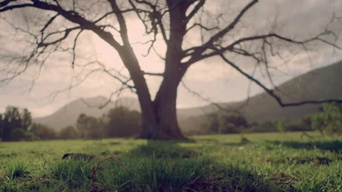 Grass in focus with a tree in the background Stock Footage 278808663