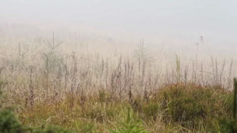 Grass in the fog Stock Footage 302885248