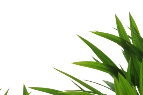 Grass foliage on white background Stock Photos