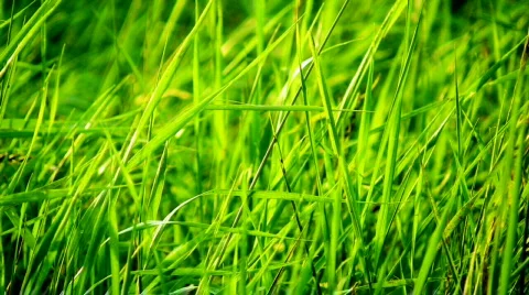 Grass Stock Footage 235164