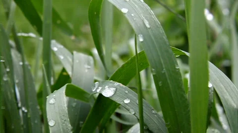 Grass Stock Footage 450733