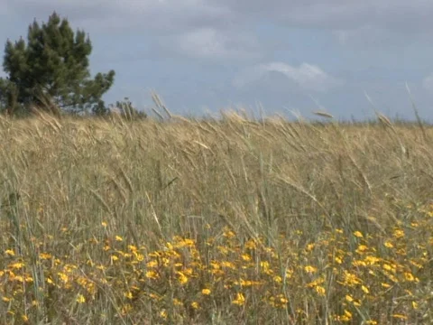 Grass Stock Footage 490054