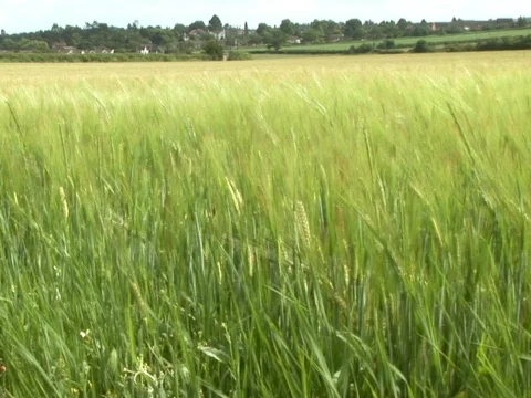 Grass Stock Footage 490121