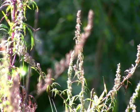 Grass Vídeo Stock 519892