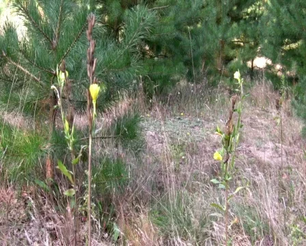 Grass Vídeo Stock 519895