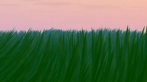 Grass Stock Footage 600057