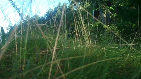Grass Stock Footage 607251