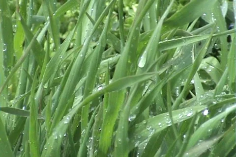 Grass Stock-Footage 659196