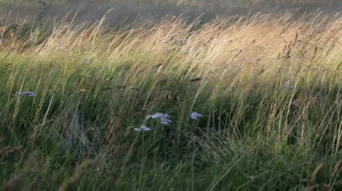 Grass Stock Footage 799818