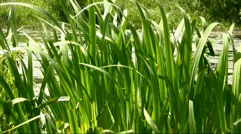Grass Stock Footage 842849
