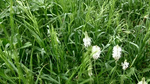 Grass Stock Footage 842975