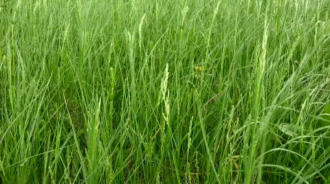 Grass Stock Footage 842990