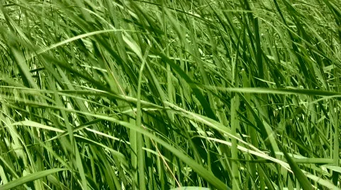 Grass Stock Footage 843026