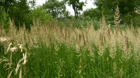 Grass Stock Footage 843450