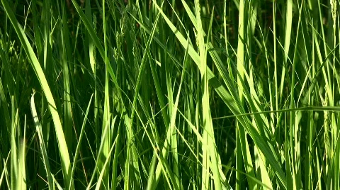 Grass Stock Footage 857617