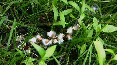 Grass Stock Footage 857643