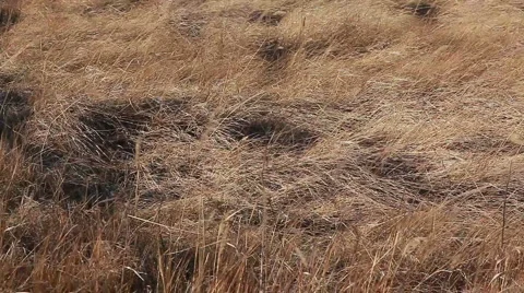 Grass Stock Footage 943250