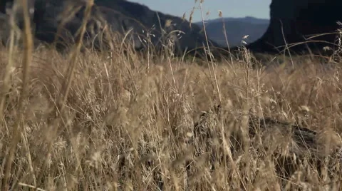 Grass Stock Footage 1099606