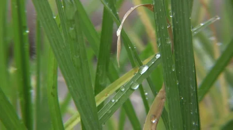 Grass Video stock 1644003