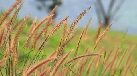 Grass. Video stock 4880440