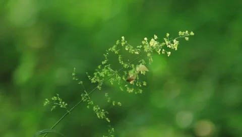 Grass Stock Footage 5163503