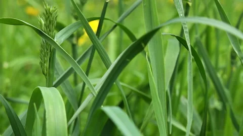 Grass Vídeo Stock 5747285