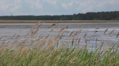 Grass Stock Footage 6164000