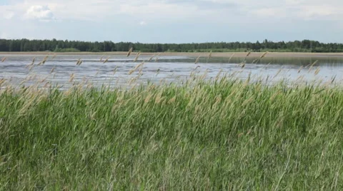 Grass Stock Footage 6164666