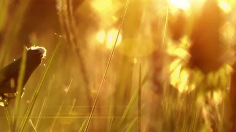 Grass Stock Footage 6529934