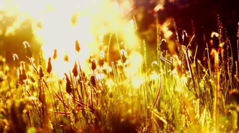 Grass Stock Footage 6529947