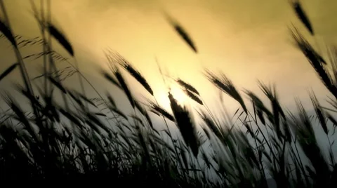 Grass Stock Footage 7731565