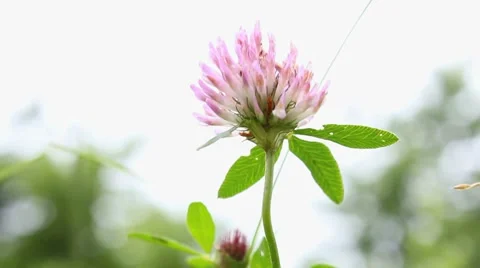 Grass Vídeos de archivo 7731833