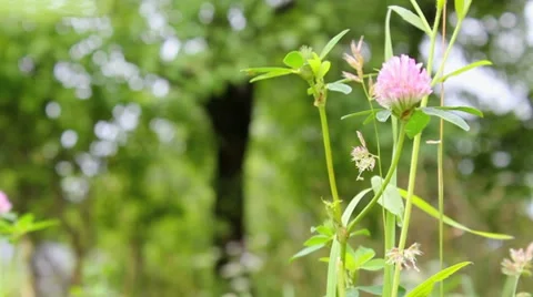 Grass Stock Footage 7731874