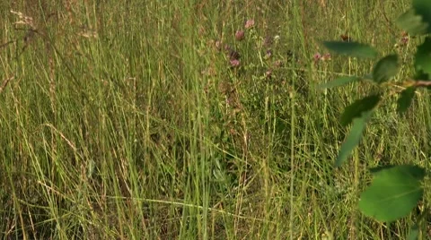 Grass Video stock 7749917